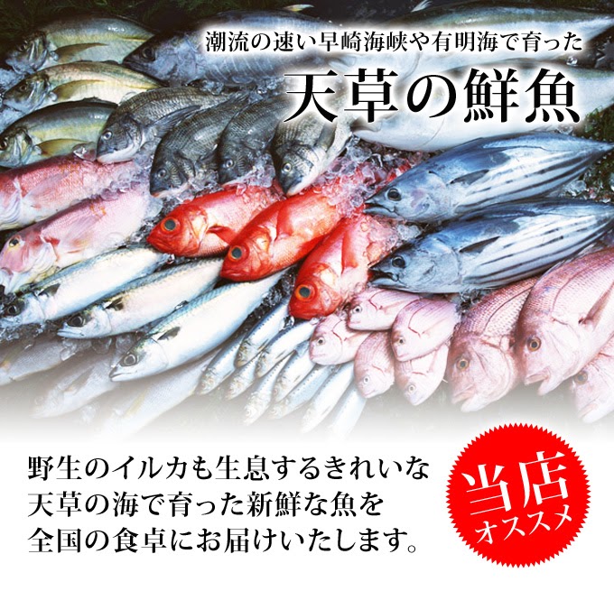 【送料無料】天草 天然魚介類詰合せ／産地直送／ギフト／のし対応