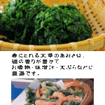 天草産 生あおさのり 青さのり 0g 国産 九州 熊本 あおさ 青さ アオサ 海藻 天草生うに本舗 丸健水産オンラインショップ